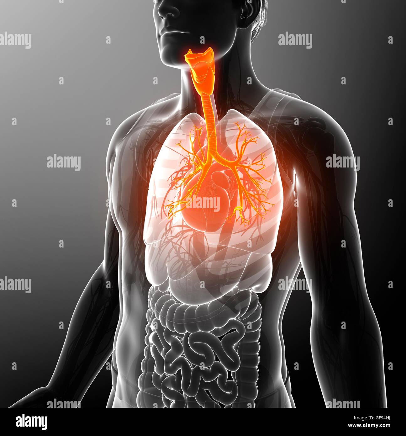 Illustrazione dei bronchi maschio. Foto Stock