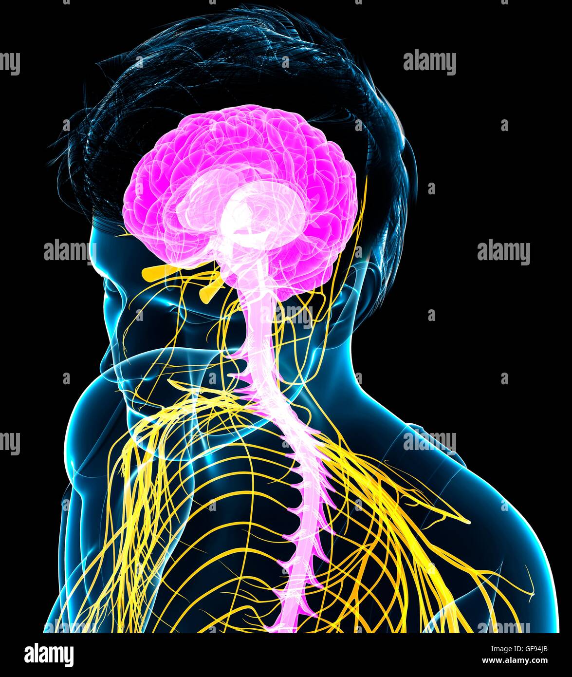 Illustrazione del maschio del sistema nervoso. Foto Stock