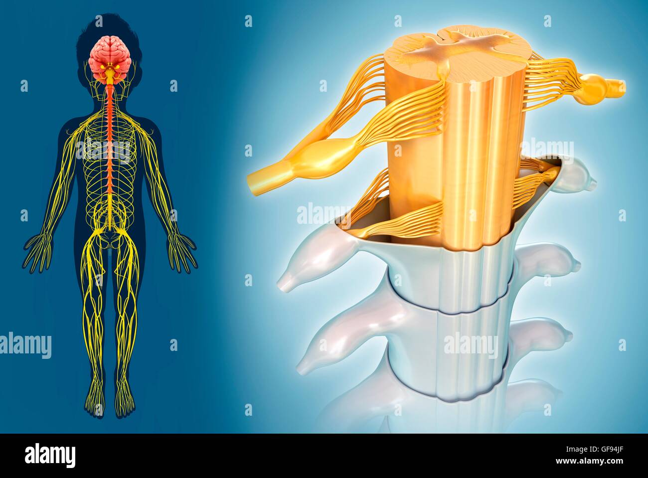 Illustrazione del sistema nervoso e del midollo spinale sezione trasversale. Foto Stock