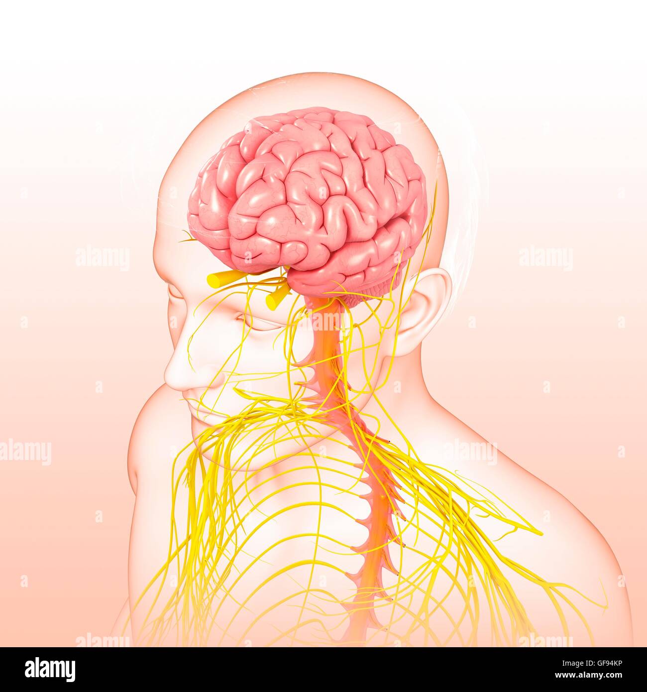 Illustrazione del maschio del sistema nervoso. Foto Stock