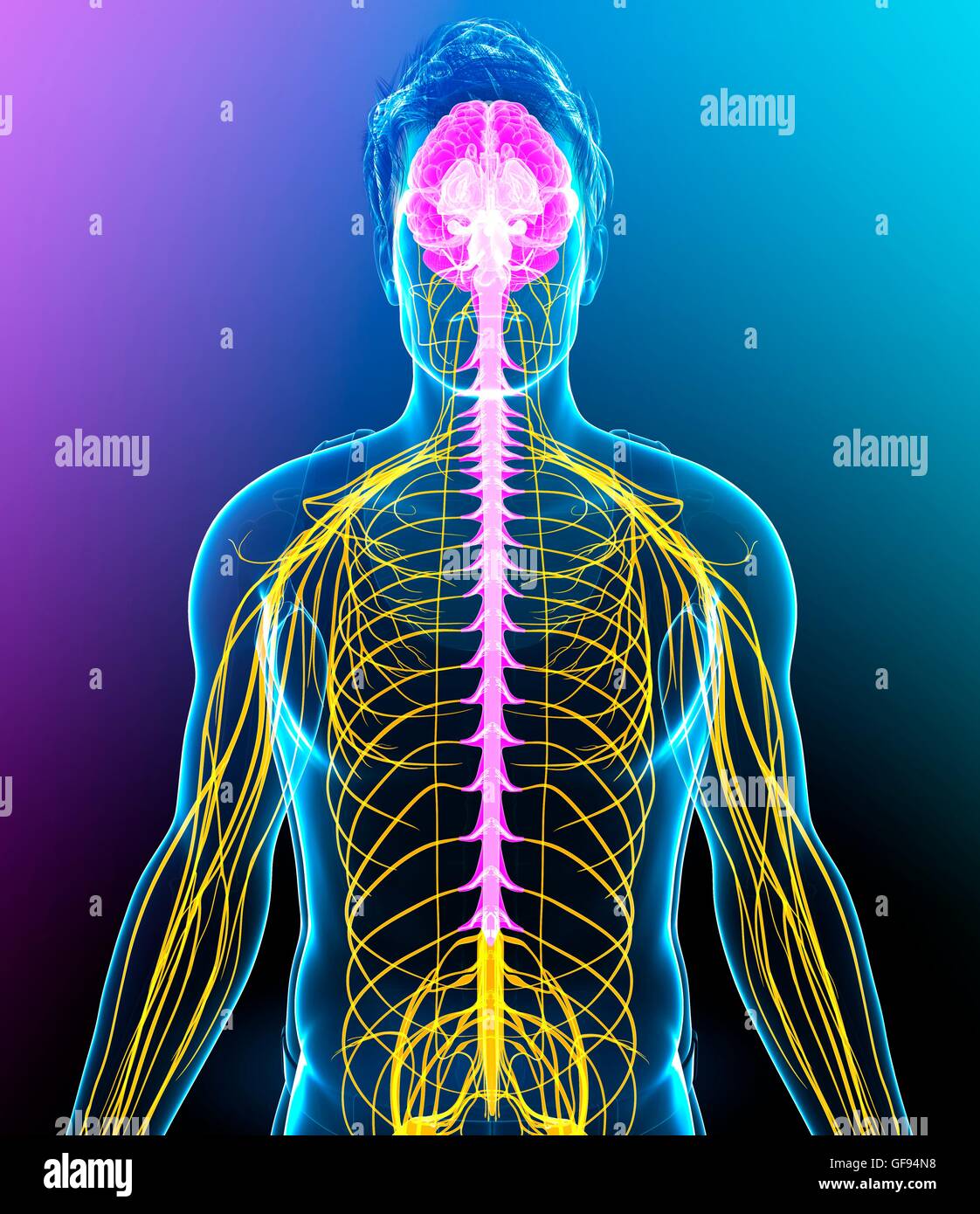 Illustrazione del maschio del sistema nervoso. Foto Stock