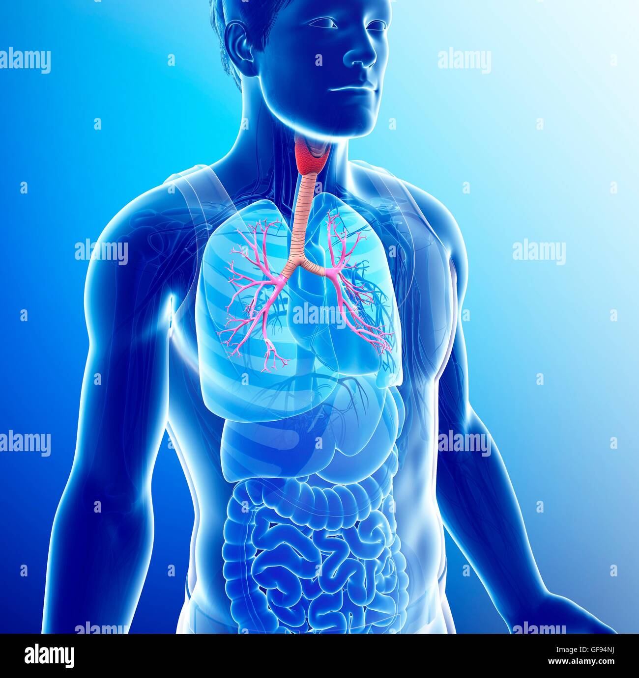 Illustrazione dei bronchi maschio. Foto Stock