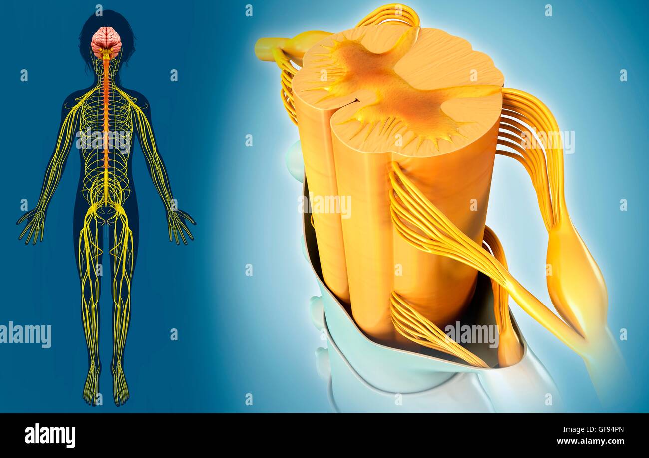 Illustrazione del sistema nervoso e del midollo spinale sezione trasversale. Foto Stock