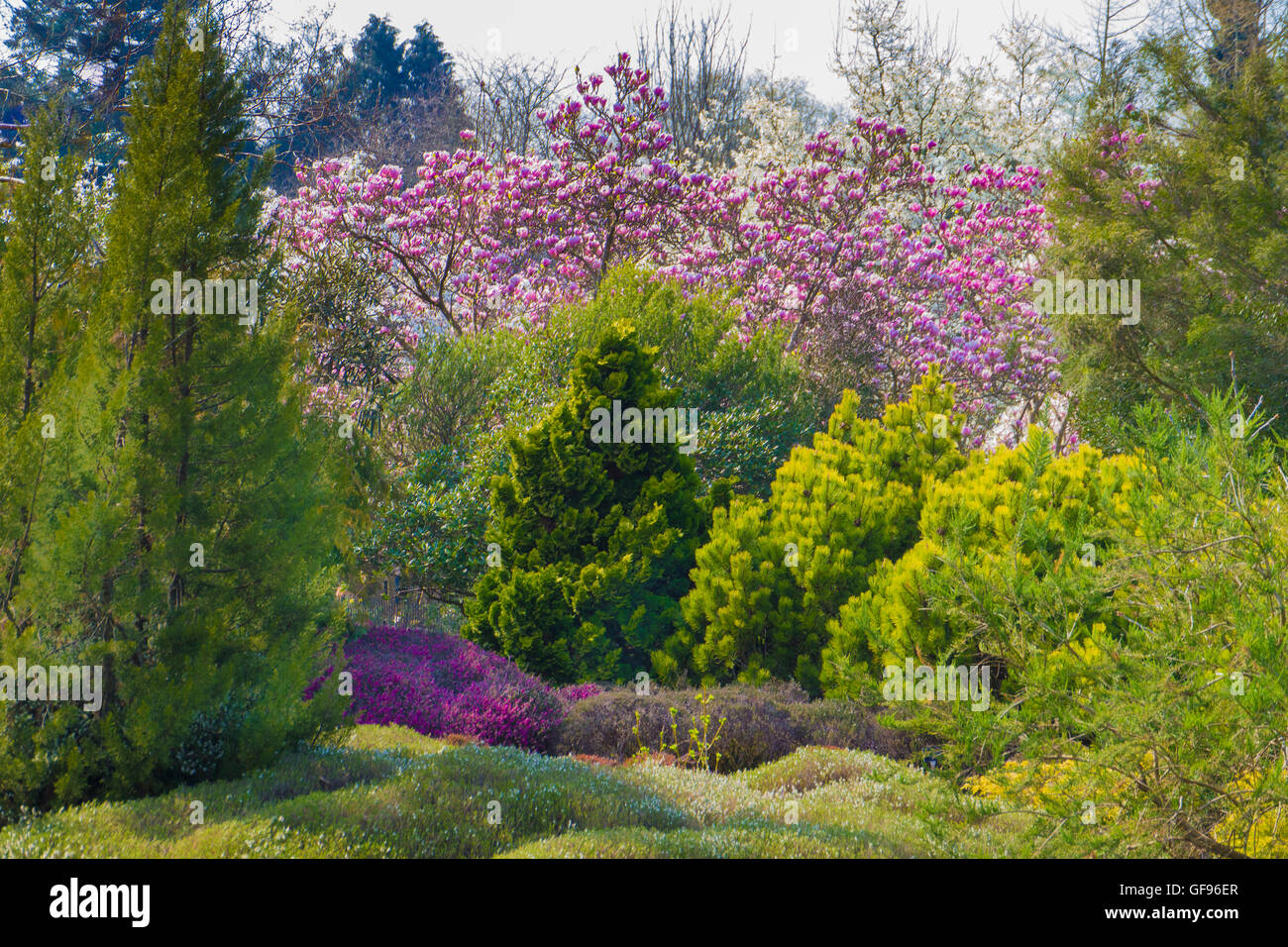 Sir Harold Hillier giardini. Romsey, Hampshire, Inghilterra. Foto Stock