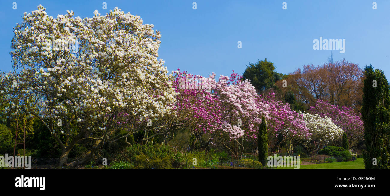 Sir Harold Hillier giardini. Magnolia Avenue (aprile 2015) Romsey, Hampshire, Inghilterra. Foto Stock