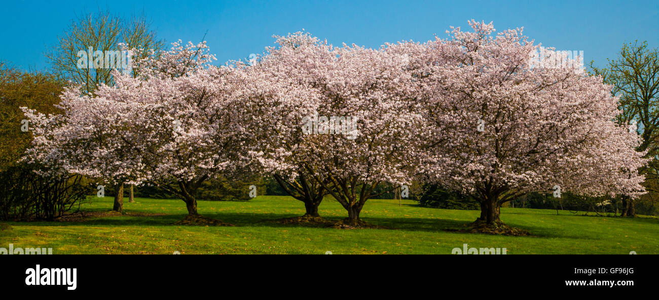 Alberi in fiore a molla Foto Stock