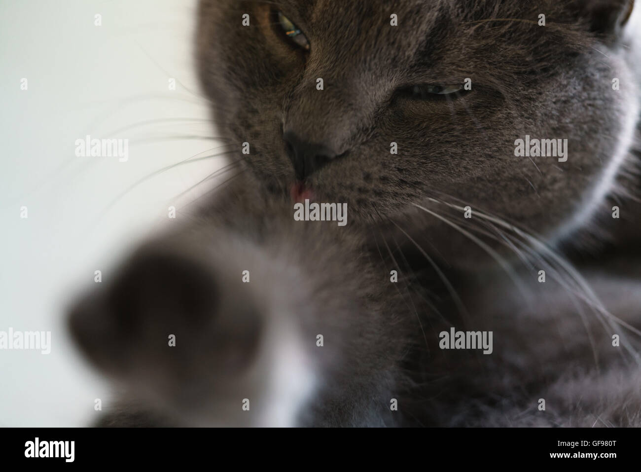 Gatto grigio leccare se stesso sulla finestra Foto Stock