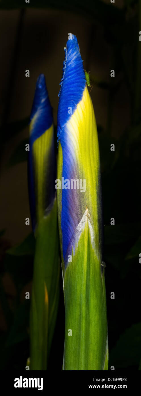 Un iride di bloom iniziano a mostrare i colori come cominciano a dispiegarsi. Foto Stock