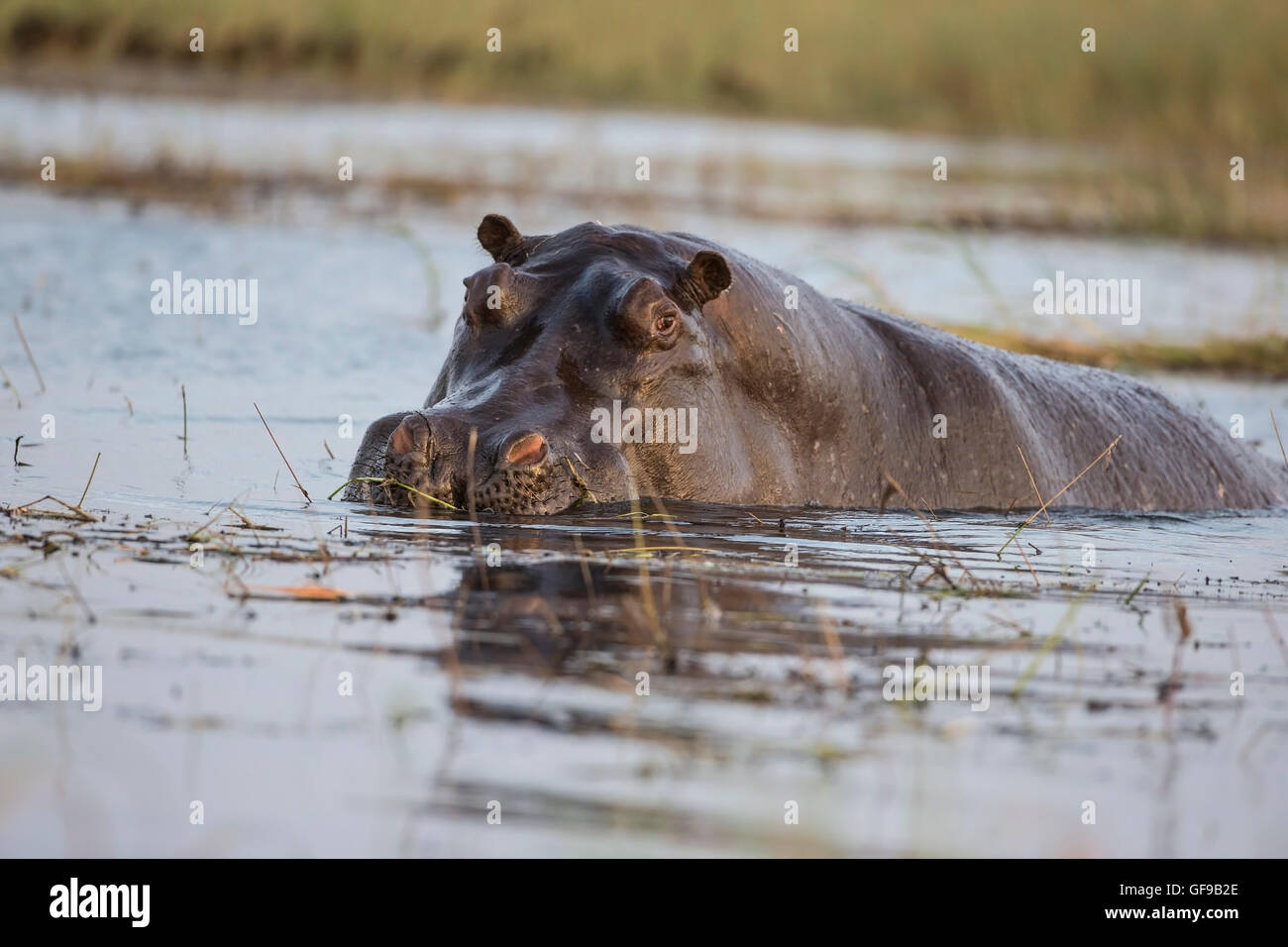 Un singolo ippopotamo Hippopotamus amphibius wallowing in acque poco profonde sul fiume Chobe in Botswana Foto Stock