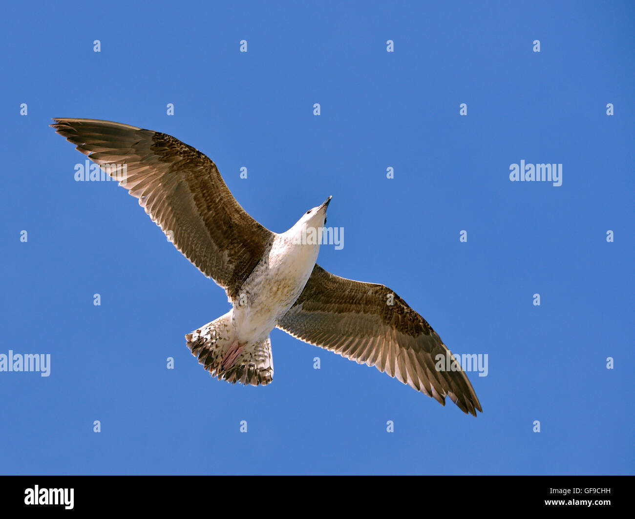 Aringhe giovani gabbiano (Larus argentatus) in volo sul cielo blu sullo sfondo Foto Stock
