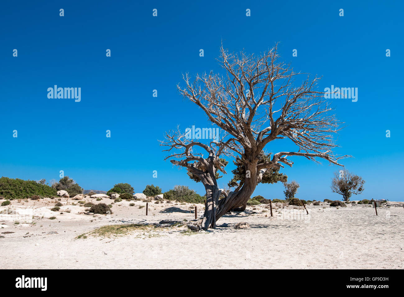 Un albero morto su una spiaggia Foto Stock