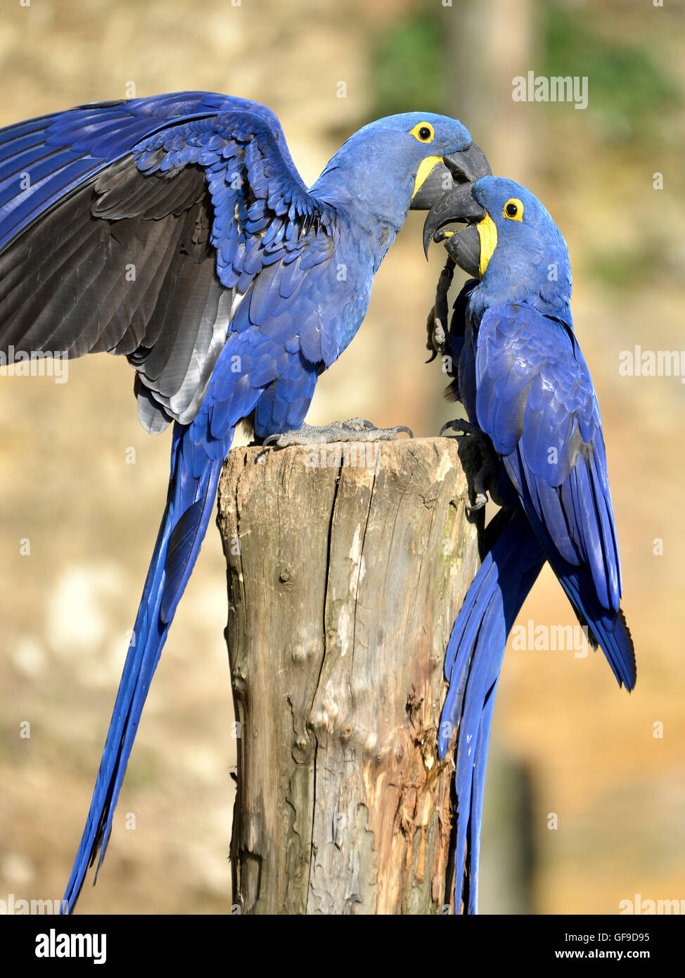 Due Giacinto macaws (Anodorhynchus hyacinthinus) su un pesce persico Foto Stock