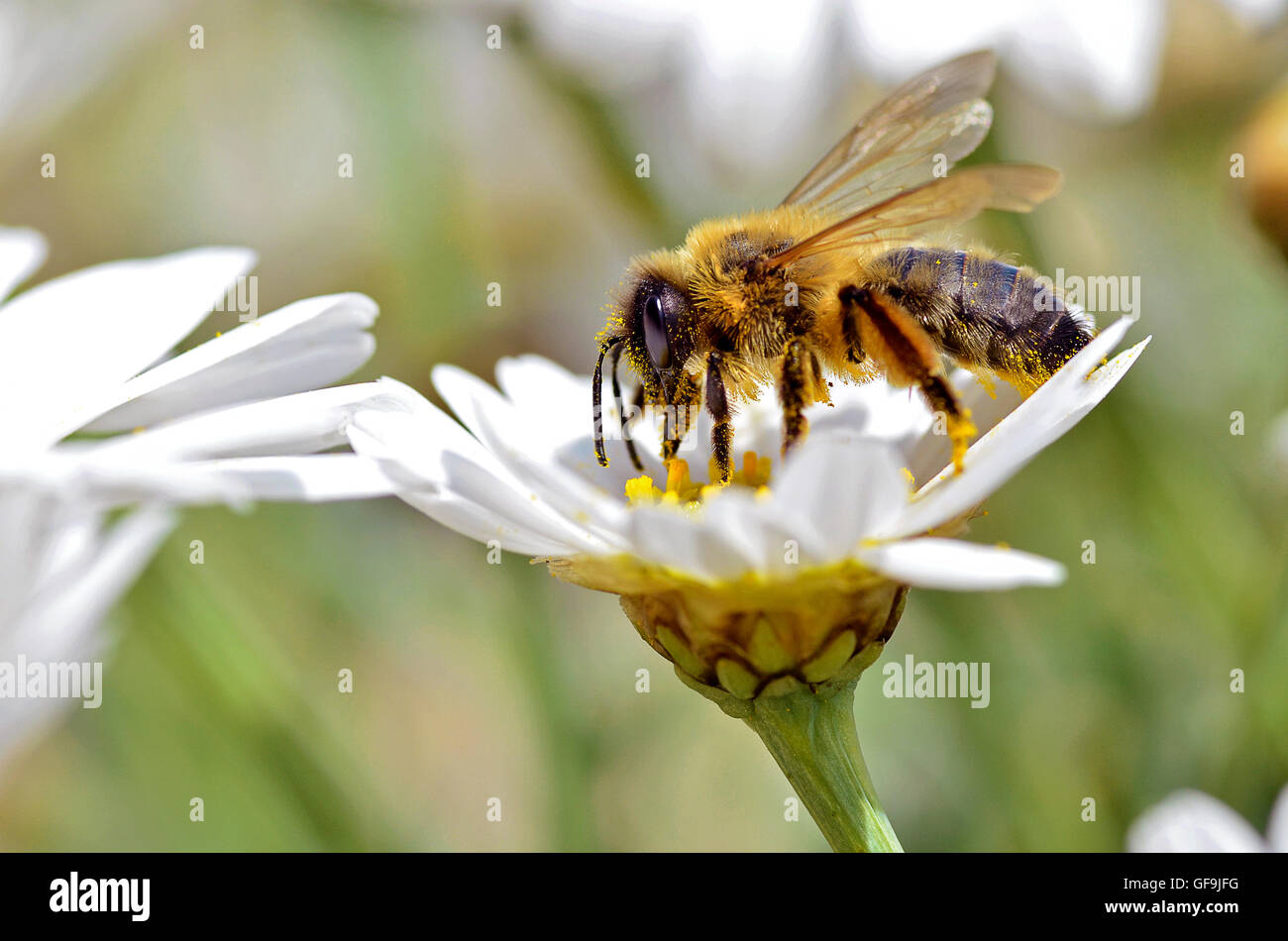 Macro di miele delle api (Apis) alimentazione su bianco anthemis fiore visto di profilo Foto Stock