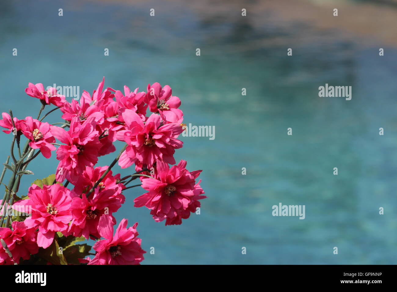Fiori rosa da acqua Foto Stock