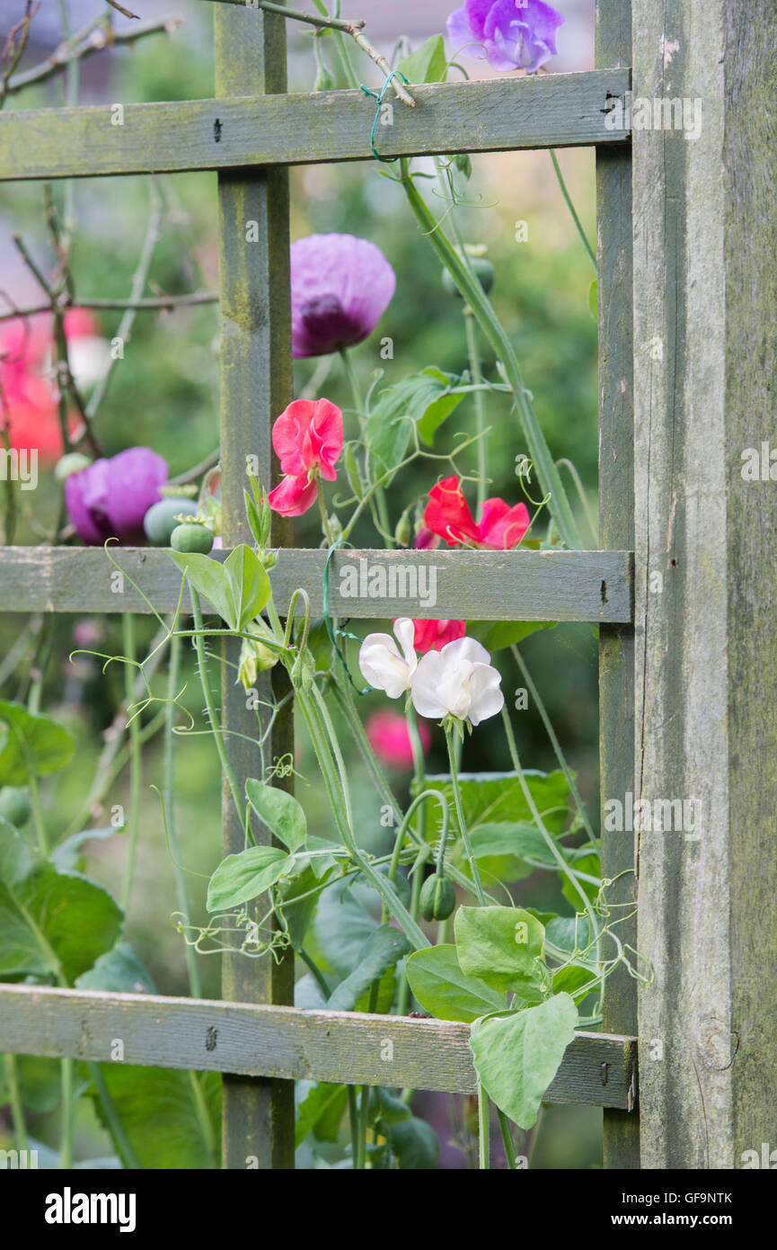 Lathyrus odoratus. Piselli dolci e di papavero intorno a un giardino a graticcio in un giardino inglese Foto Stock