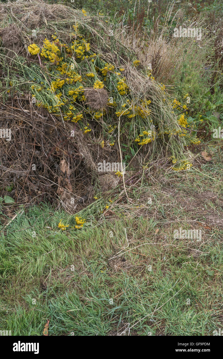 Massa impilati di ripulito dalle erbacce erba tossica / Senecio jacobaea = Jacobaea vulgaris - un problema agricolo di erbaccia, anche nocive per cavalli. Foto Stock
