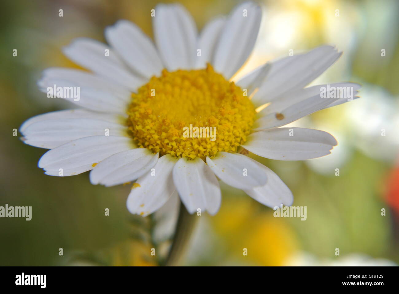 Un primo piano di una margherita fiorente Foto Stock