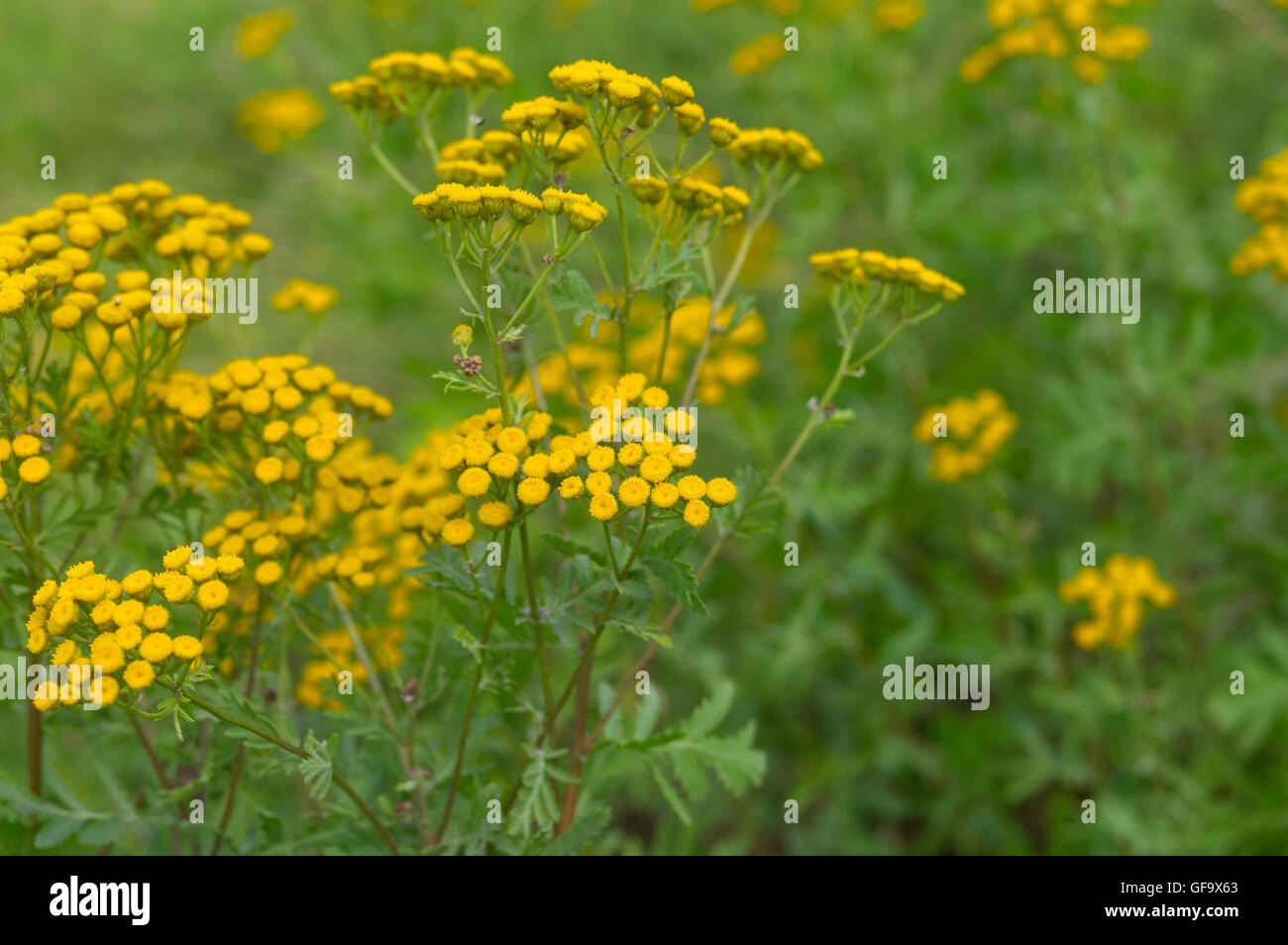 Tansy (Tanacetum vulgare) - fioritura pianta erbacea in estate nella natura selvaggia Foto Stock