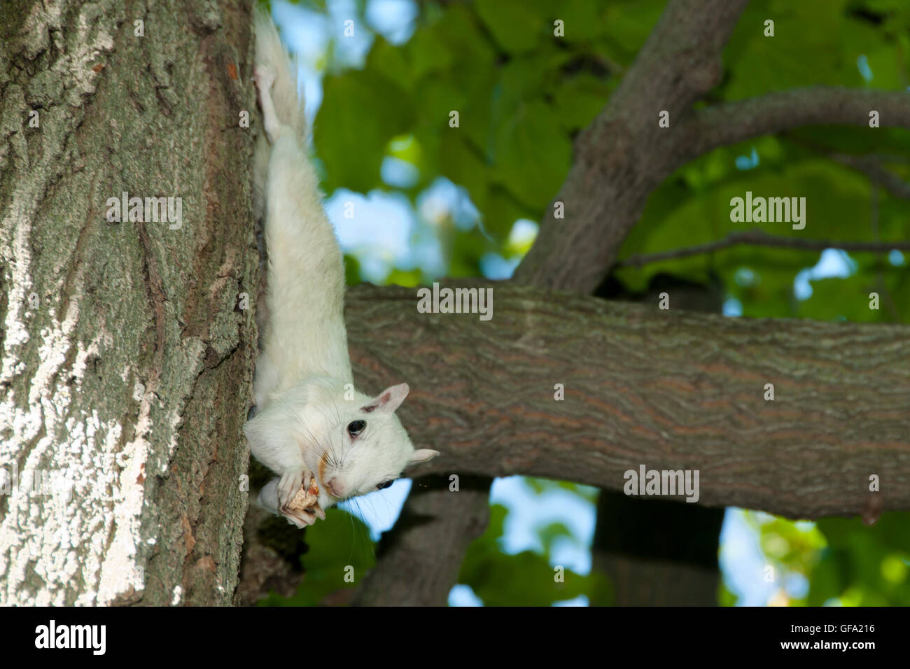 Scoiattolo albino Foto Stock