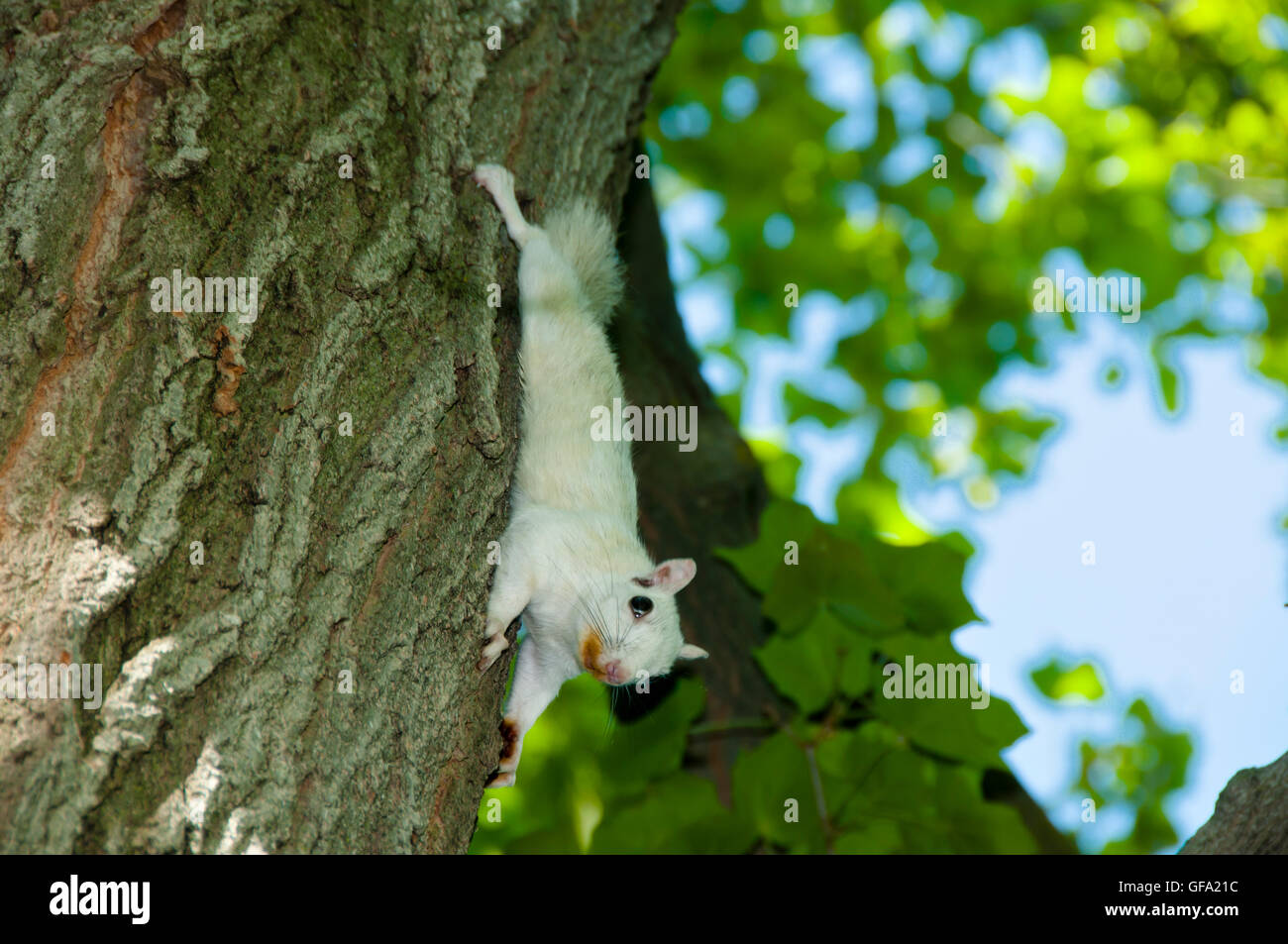 Scoiattolo albino Foto Stock