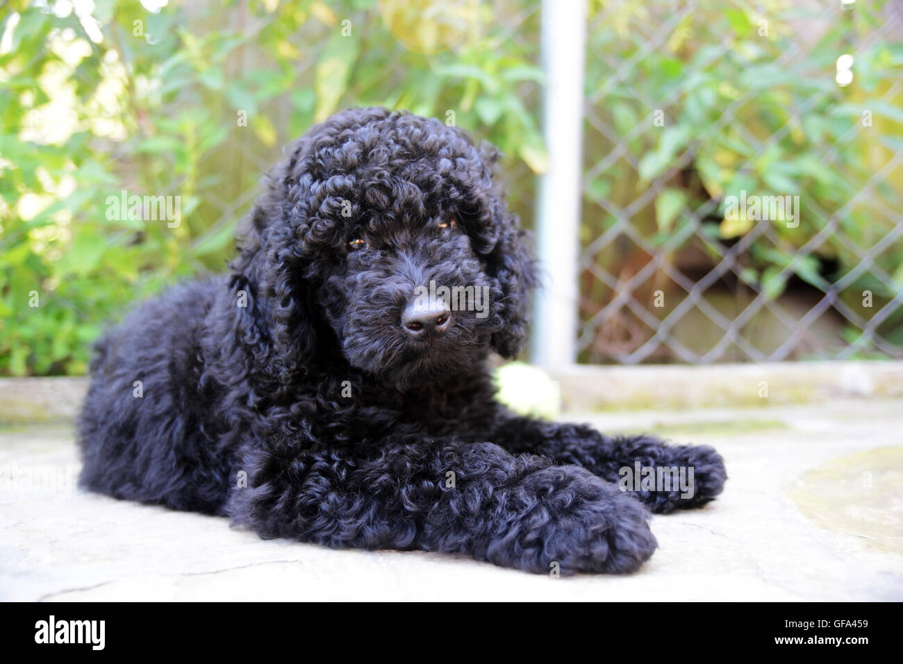 Barboncino nero cucciolo . Close-up verticale al di fuori Foto Stock