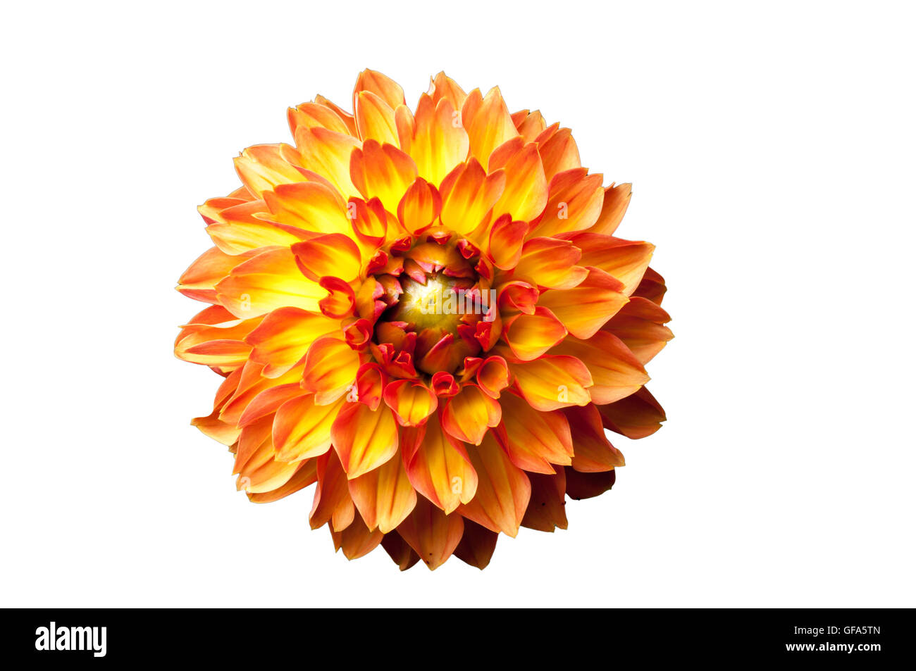 Orange Four Queens fimbriata dahilia flower tagliati fuori e isolato su sfondo bianco. Foto Stock