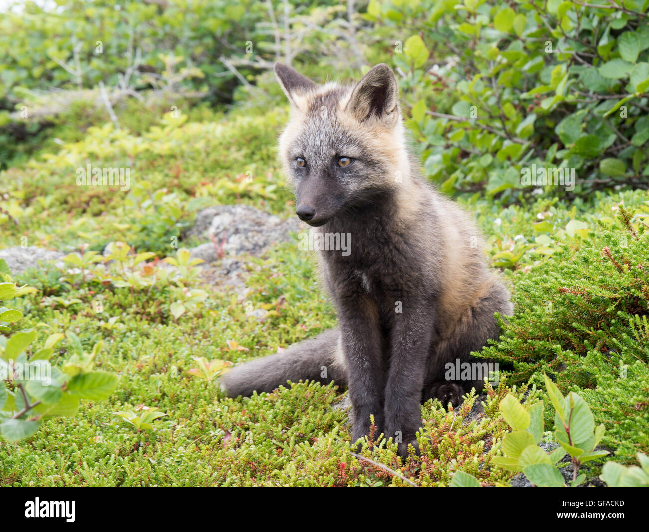 Giovane volpe in seduta moos e bacche Foto Stock