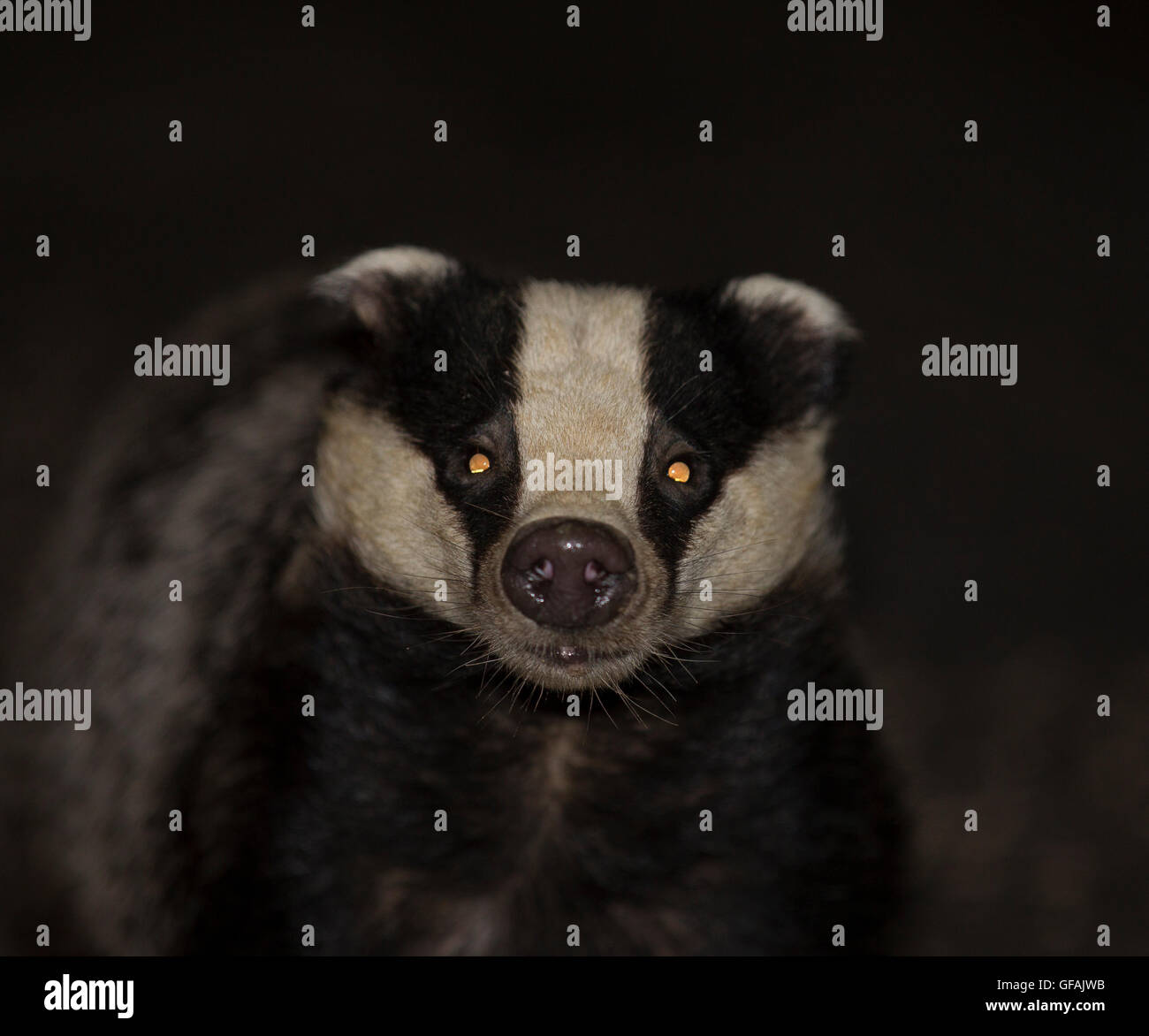 Cumbria, Regno Unito. 29 Luglio, 2016. Badgers uscire di notte per il foraggio per il credito alimentare: Gordon Shoosmith/Alamy Live News Foto Stock