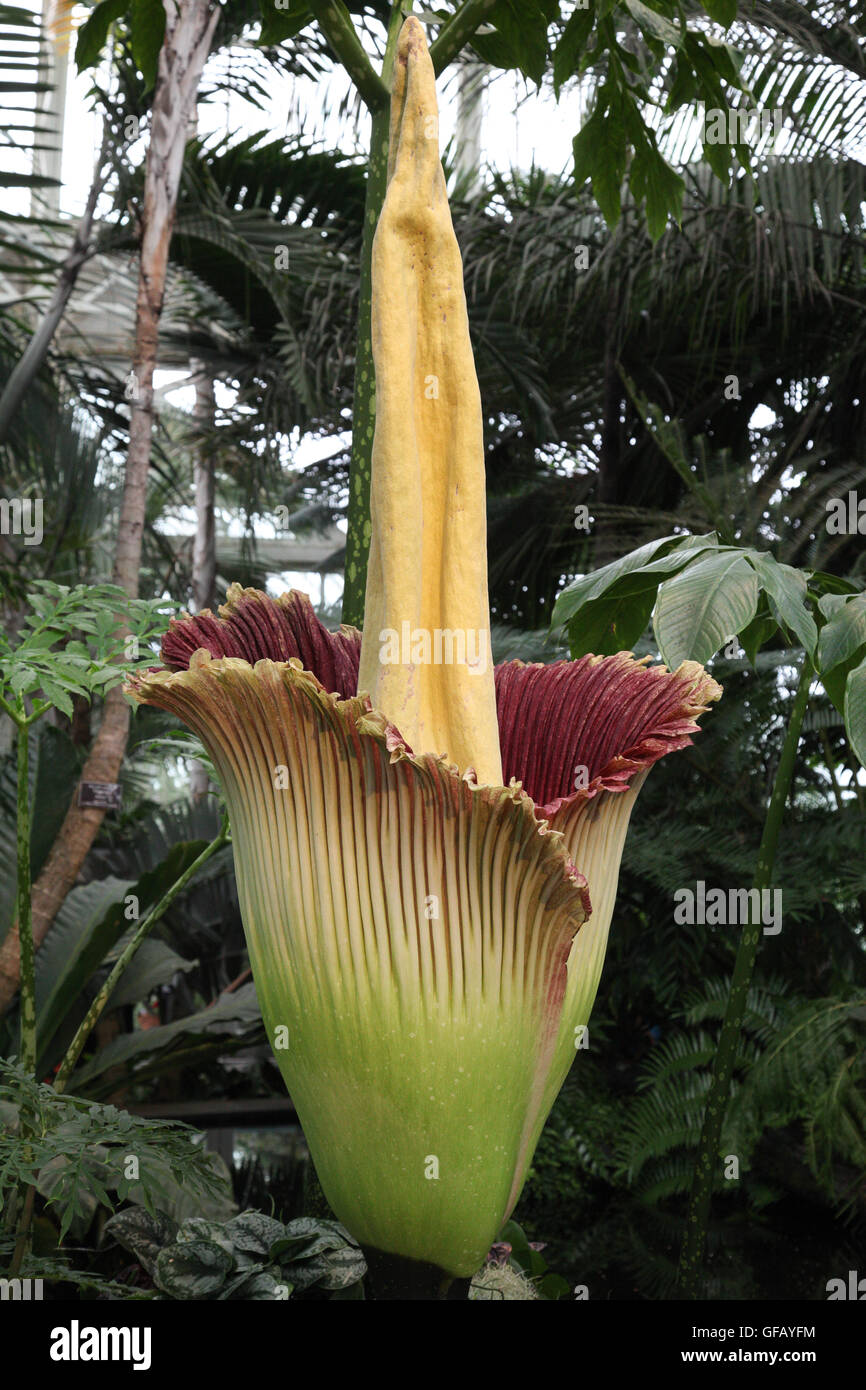 Bronx, NY, STATI UNITI D'AMERICA. Il 29 luglio 2016. Il cadavere è di fiori in mostra a New York Botanical Garden's Haupt Conservatorio durante il suo breve ciclo di Bloom. Wanda Lotus/Alamy Live News Foto Stock