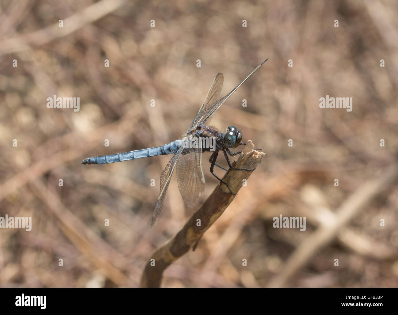 Maschio skimmer keeled dragonfly (Orthetrum coerulescens) nel Surrey, Inghilterra Foto Stock
