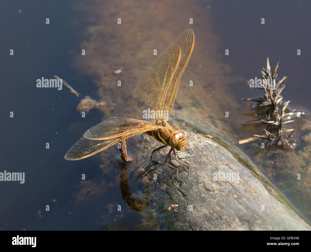 Marrone femmina hawker dragonfly (Aeshna grandis) ovipositing in stagno in Surrey, Inghilterra Foto Stock