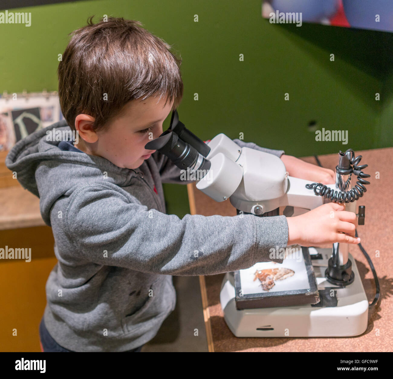 Bambino guardando nel microscopio Foto Stock