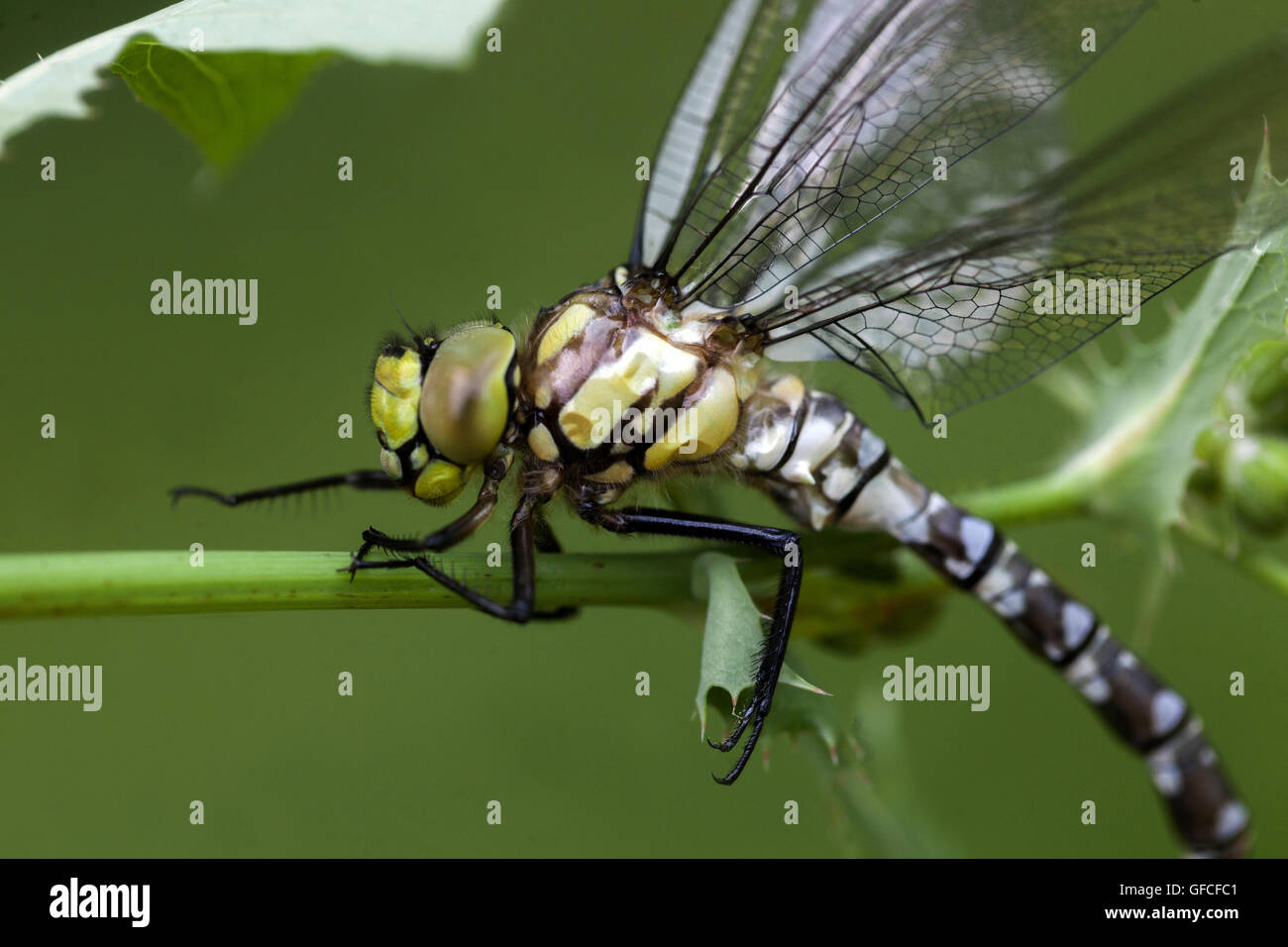Femmina hawker meridionale di libellula Foto Stock