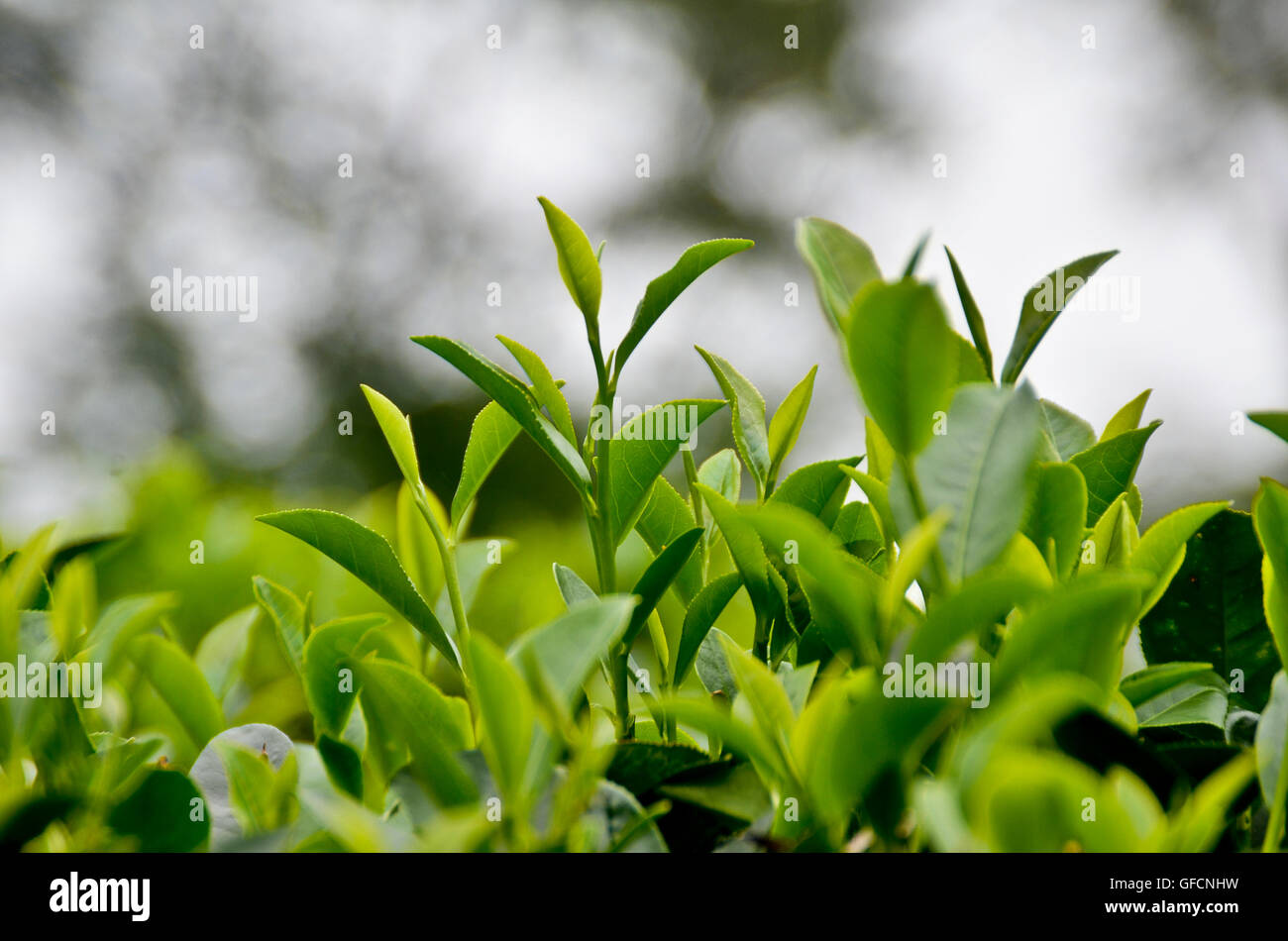 Le foglie di tè in un tea garden di Assam,l'India durante la stagione dei monsoni Foto Stock