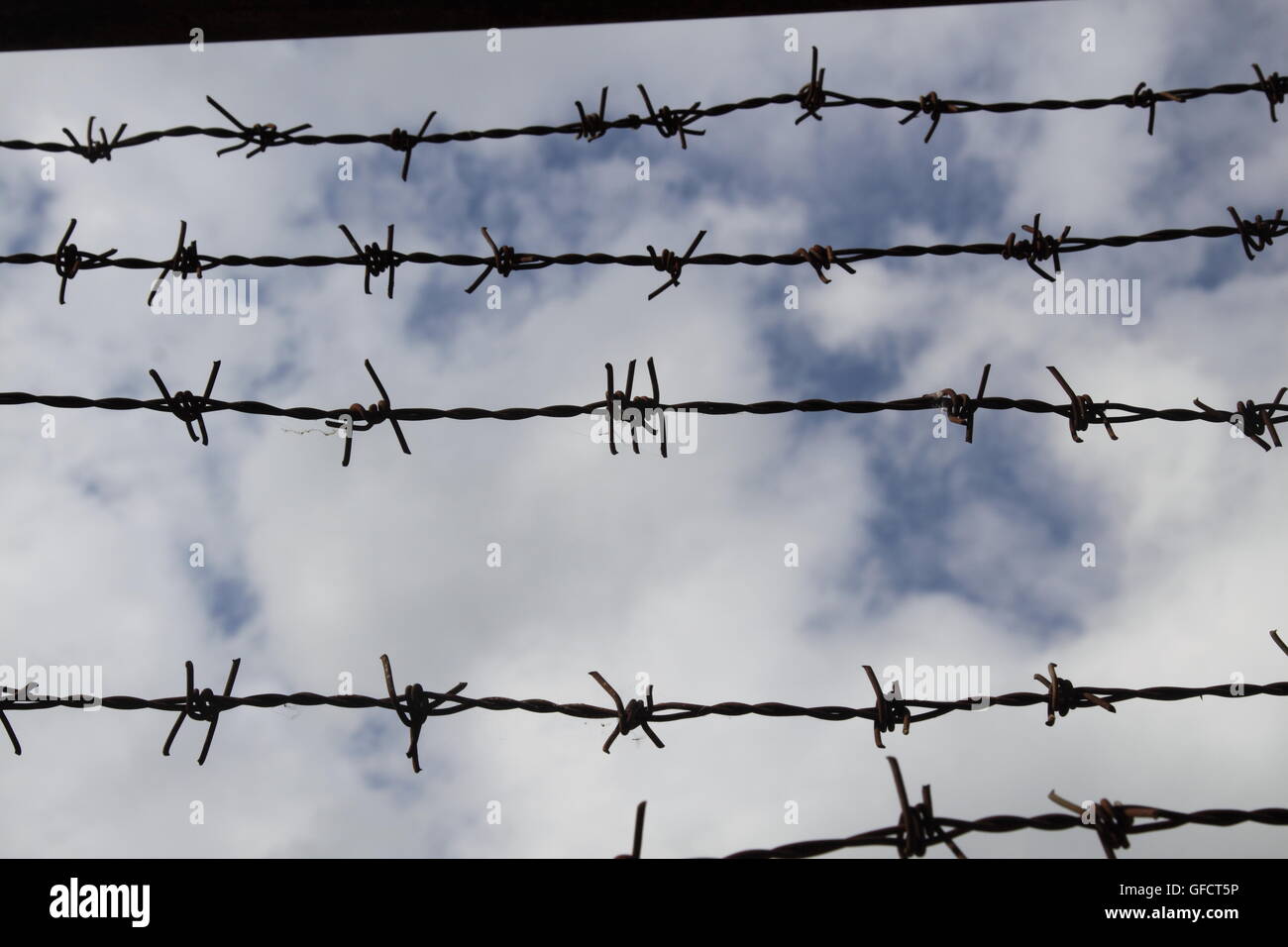 fili di Barb Foto Stock