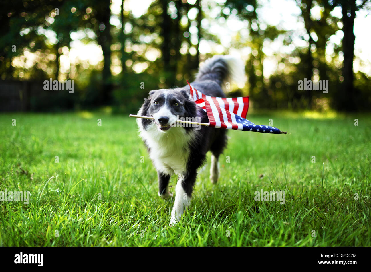 Happy dog giocare al di fuori e portando la bandiera americana Foto Stock