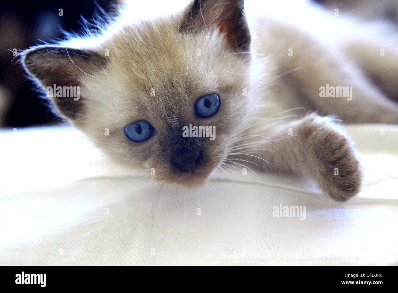 Siamese gattino sta avendo un resto sul letto Foto Stock