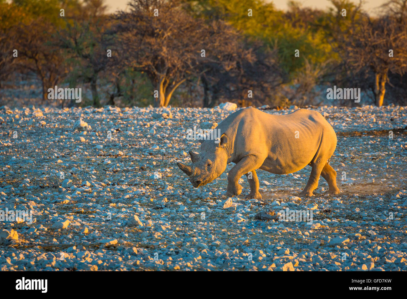 Rinoceronte nero nel Parco Nazionale Etosha in Namibia, Africa Foto Stock