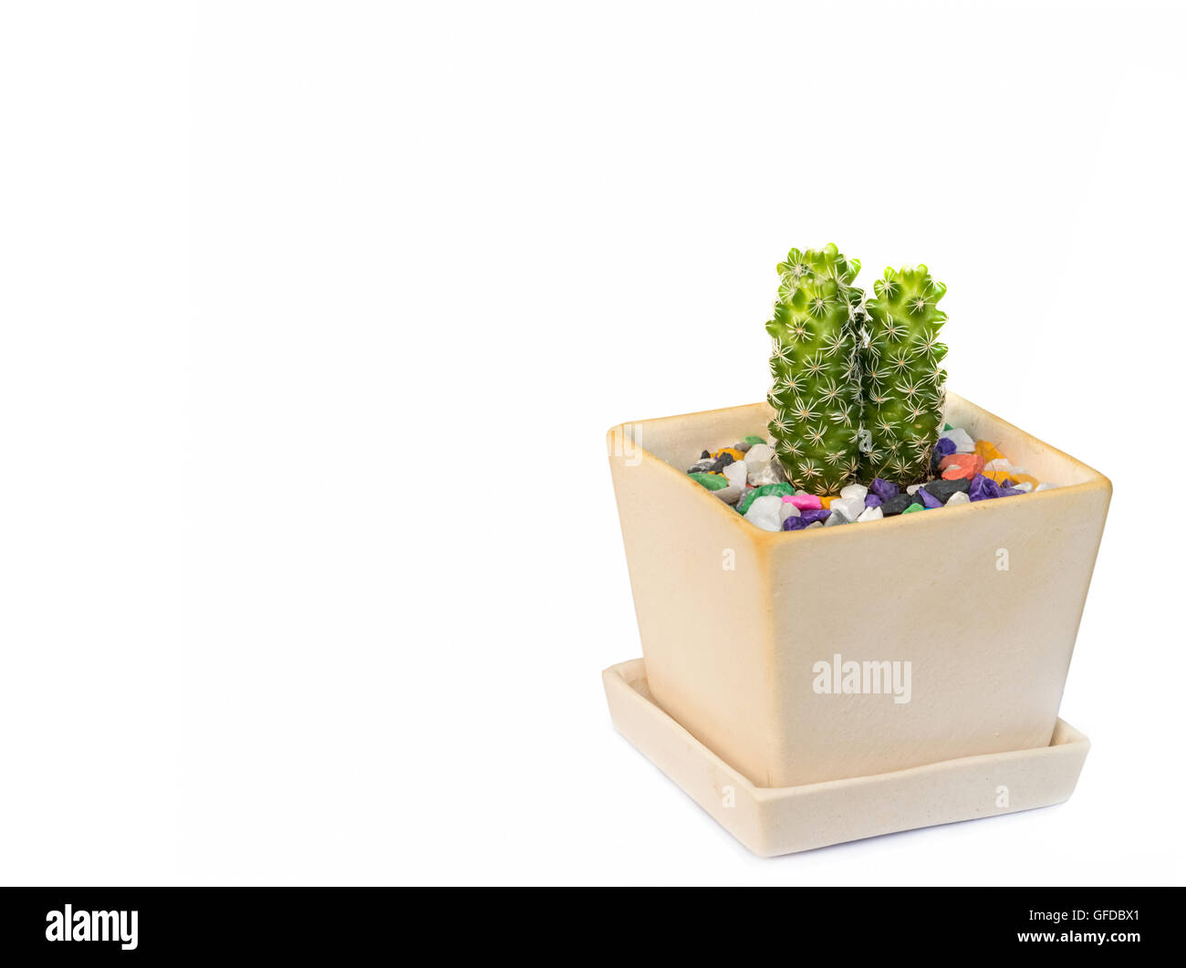 Cactus in una pentola isolati su sfondo bianco. Foto Stock