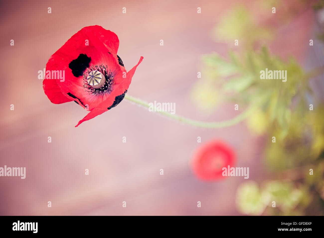 Ladybird papaveri papavero rosso e macchie nere avvistato a Hampton Court Flower Show nel Surrey, Inghilterra. Foto Stock