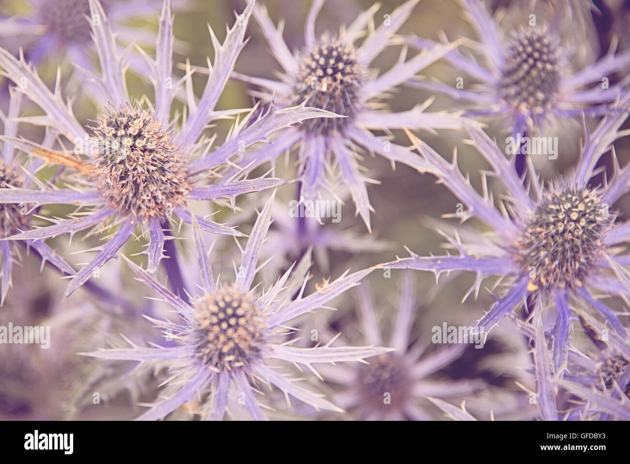 Eryngium Big Blue Sea Holly fiori di cardo a Hampton Court Flower Show nel Surrey, Inghilterra. Foto Stock