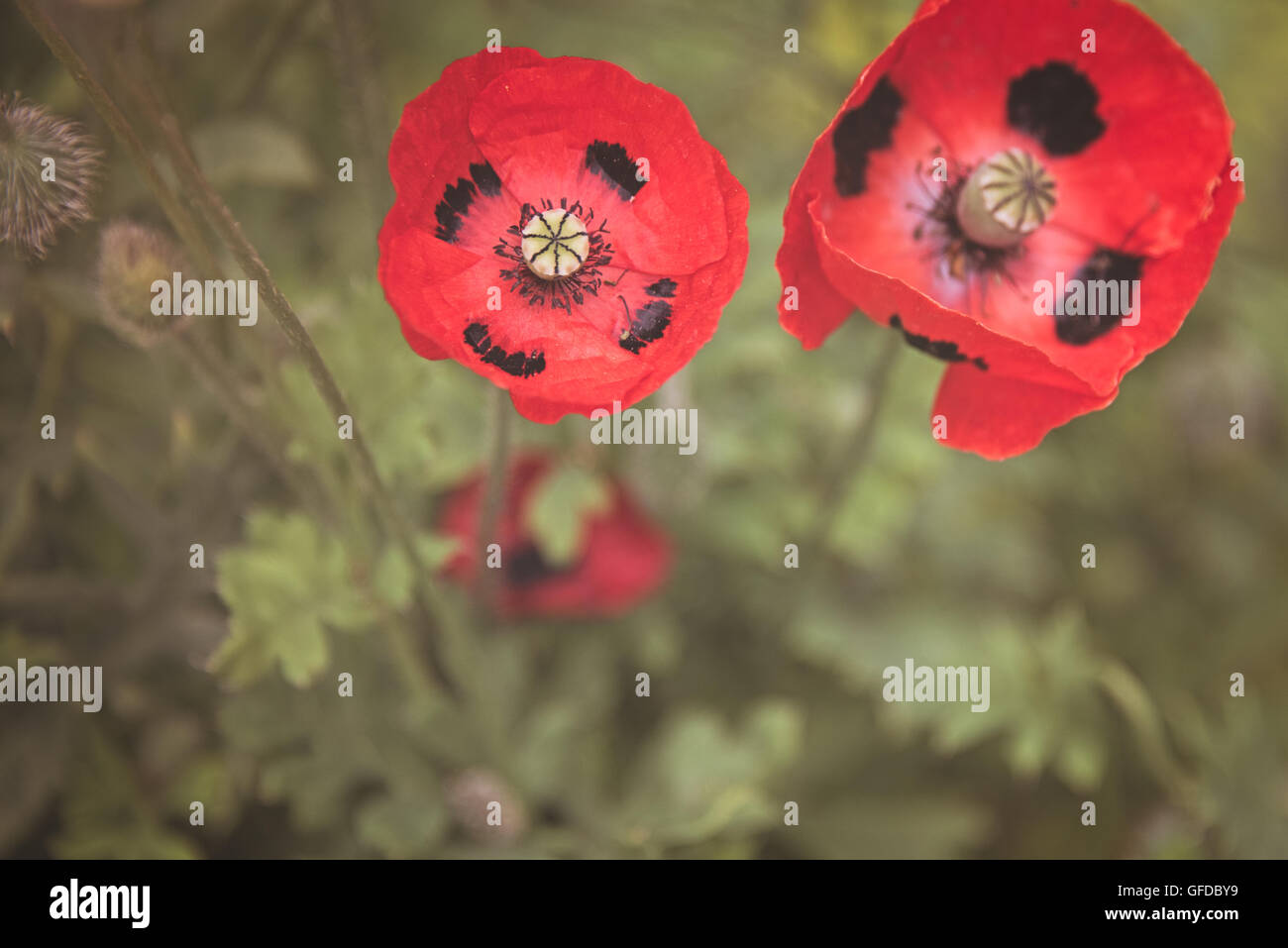 Ladybird papaveri papavero rosso e macchie nere avvistato a Hampton Court Flower Show nel Surrey, Inghilterra. Foto Stock