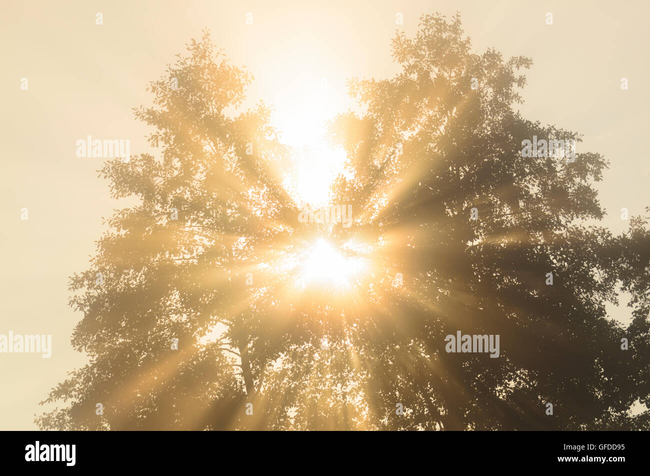 Kallmünz: Albero e Rising Sun, in Germania, in Baviera, Baviera, Oberpfalz, Palatinato superiore Foto Stock