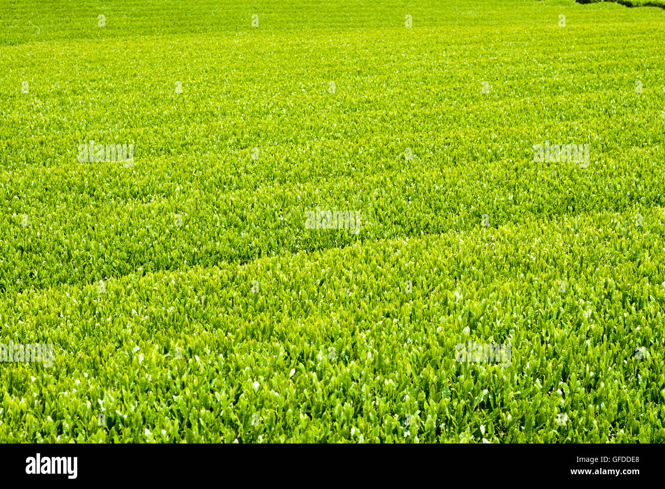 Il tè verde fattoria in primavera. Foto Stock