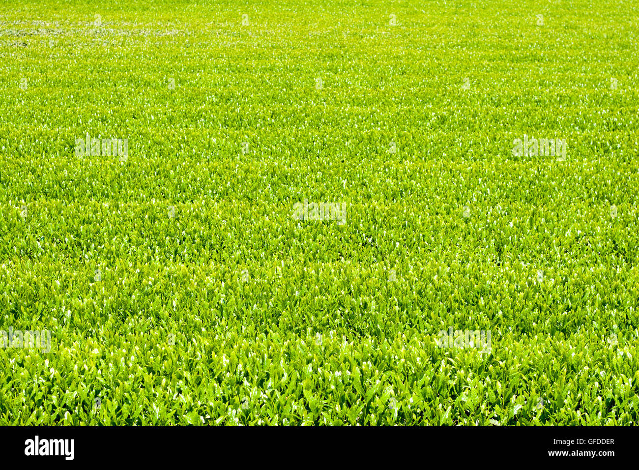 Il tè verde fattoria in primavera. Foto Stock