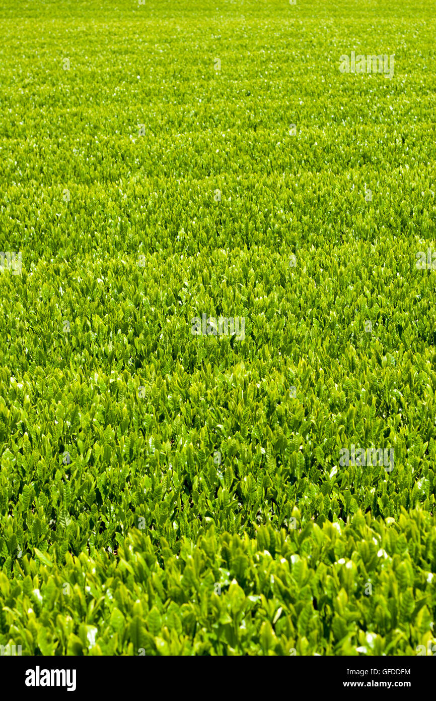 Il tè verde fattoria in primavera. Foto Stock