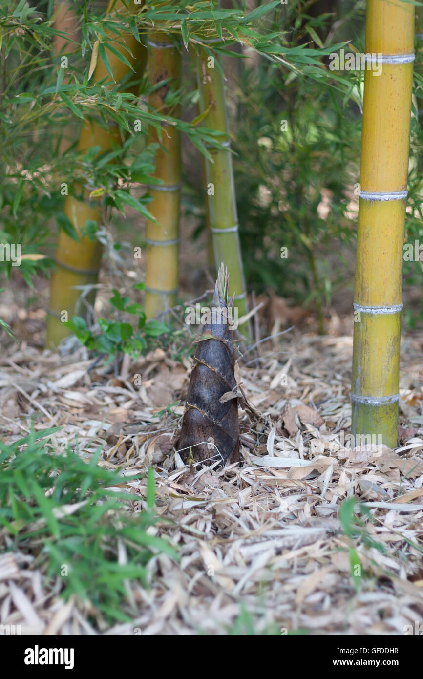 Il bambù si sporge nel bosco di bambù. Foto Stock