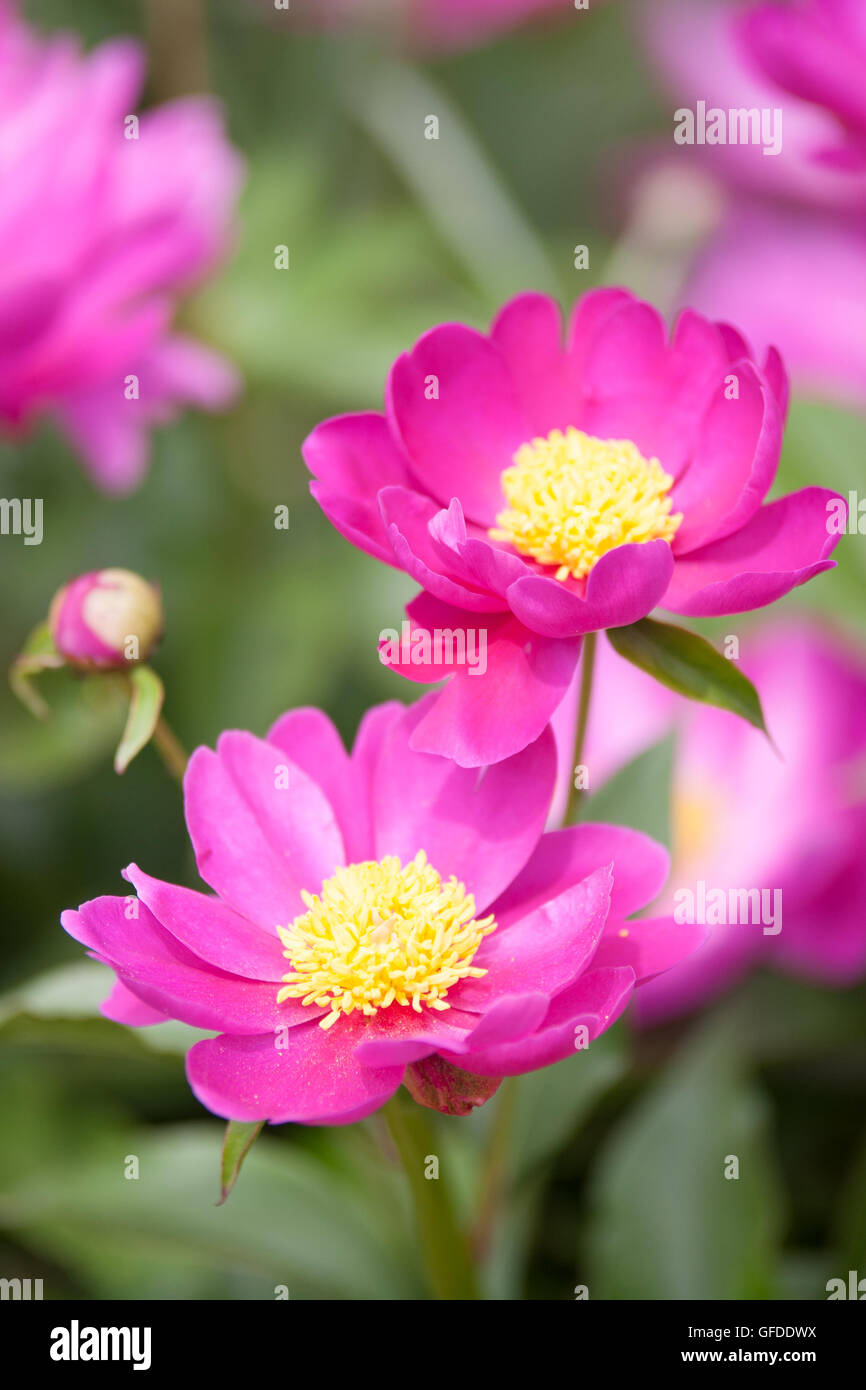 Rosa Paeonia lactiflora in piena fioritura. Foto Stock