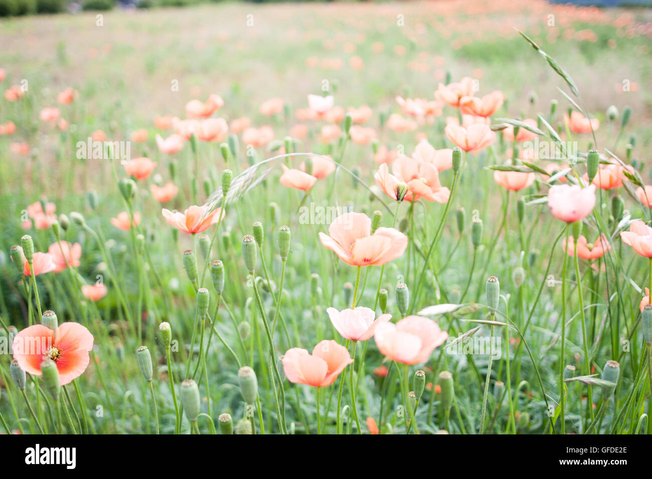 Papaver dubium in piena fioritura Foto Stock