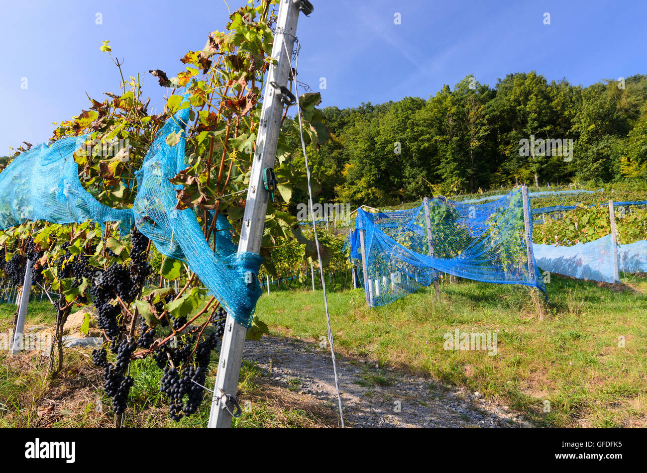 Bach an der Donau: regione viticola Baierwein nella valle del Danubio, vigneto, vigneti, in Germania, in Baviera, Baviera, Oberpfalz, Foto Stock